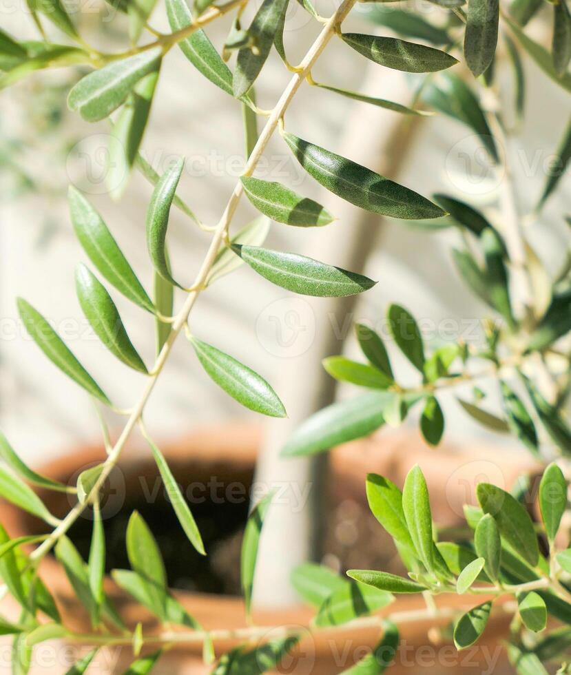 The beauty of a green garden photo