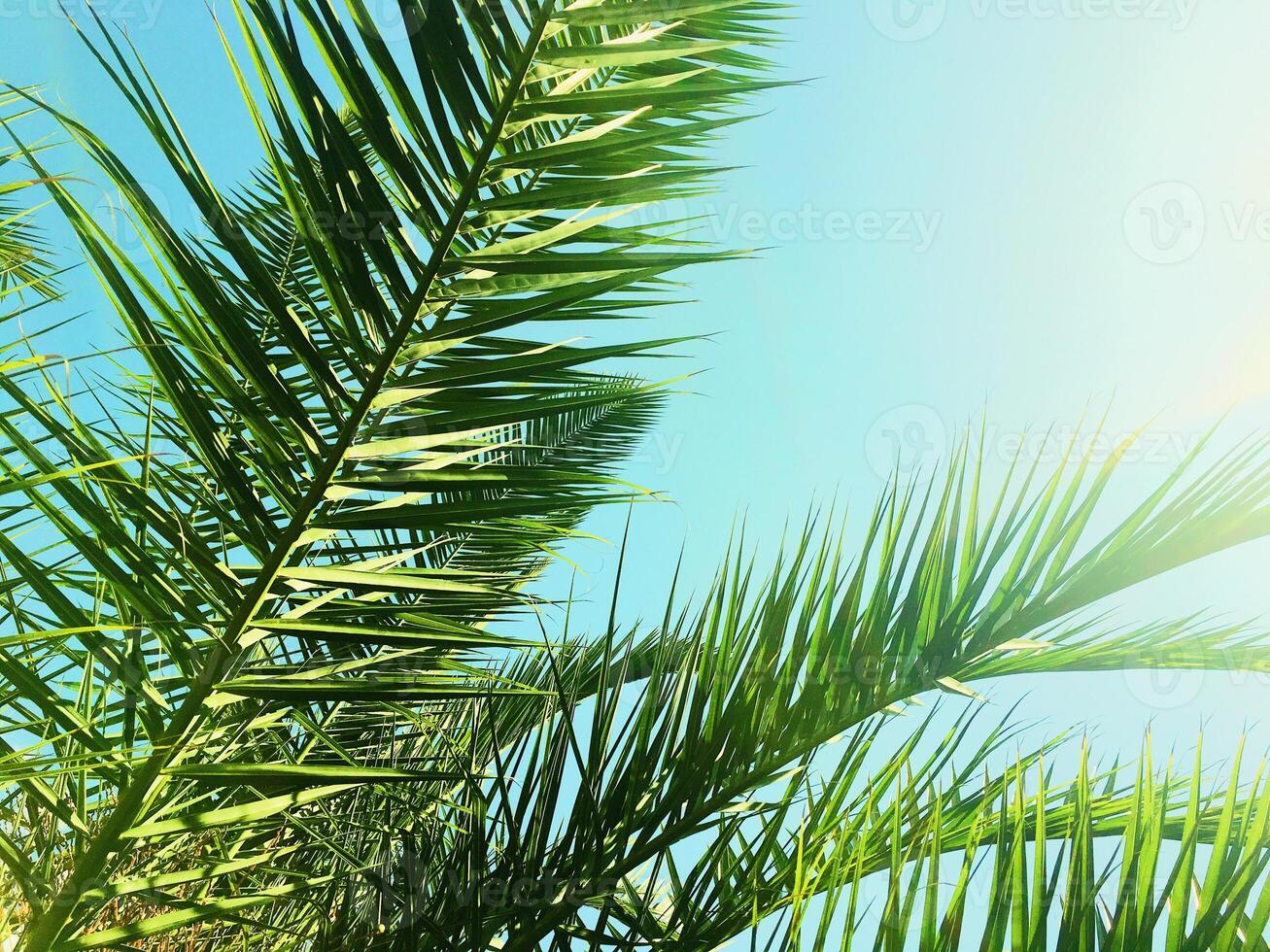 Palm tree leaves and the sky, summertime travel background photo