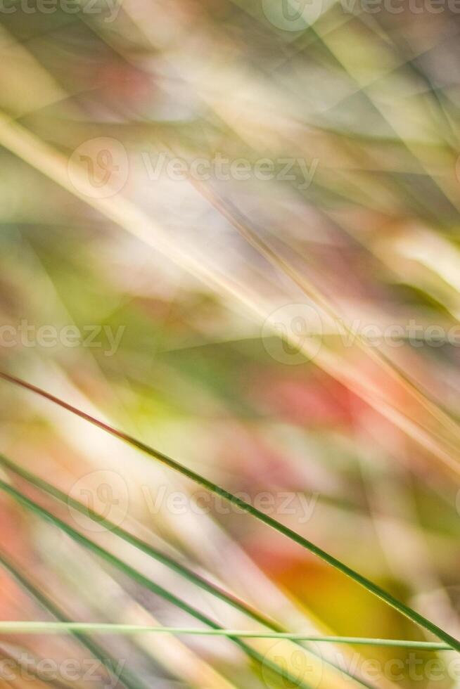 Rustic spring field photo