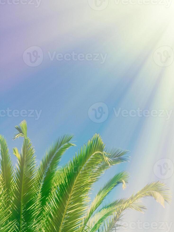 palm leaves in the sunlight - summertime backgrounds and vacations concept photo