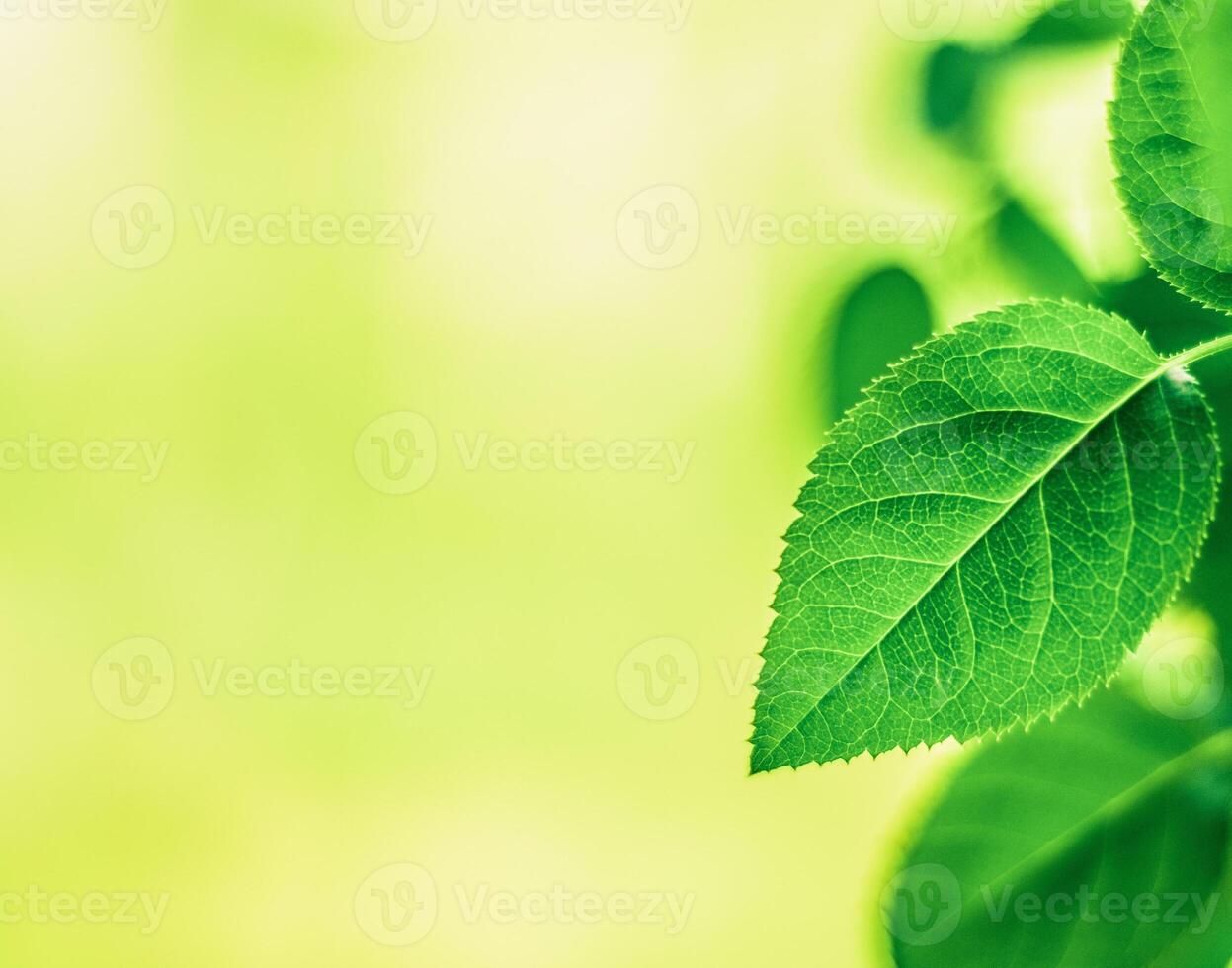 green leaves - nature backgrounds and springtime concept photo