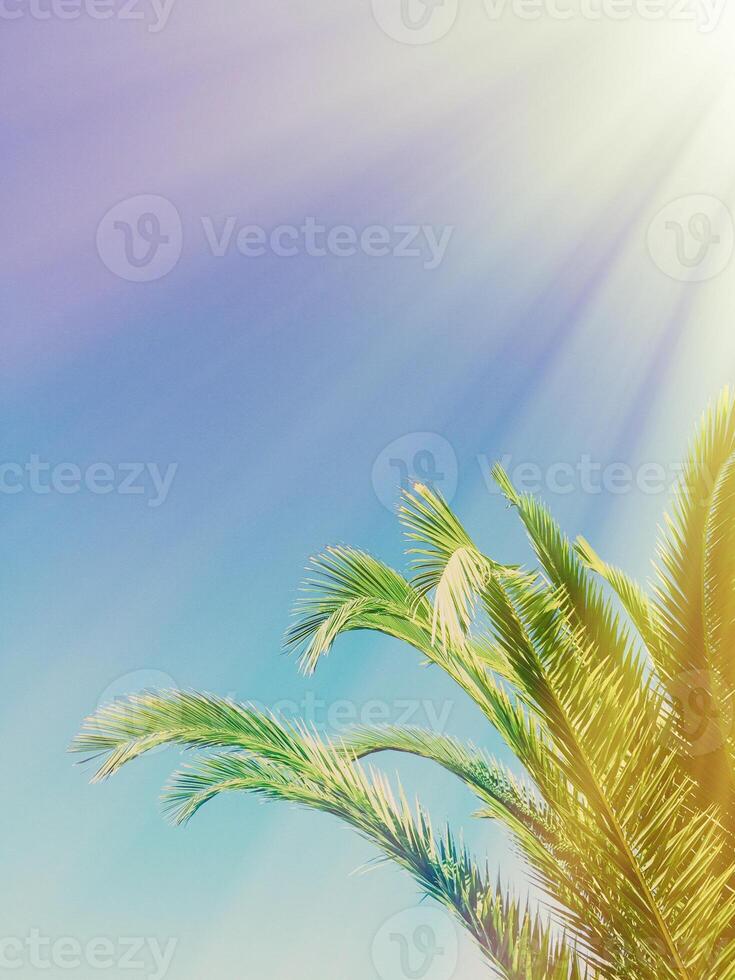 palm leaves in the sunlight - summertime backgrounds and vacations concept photo