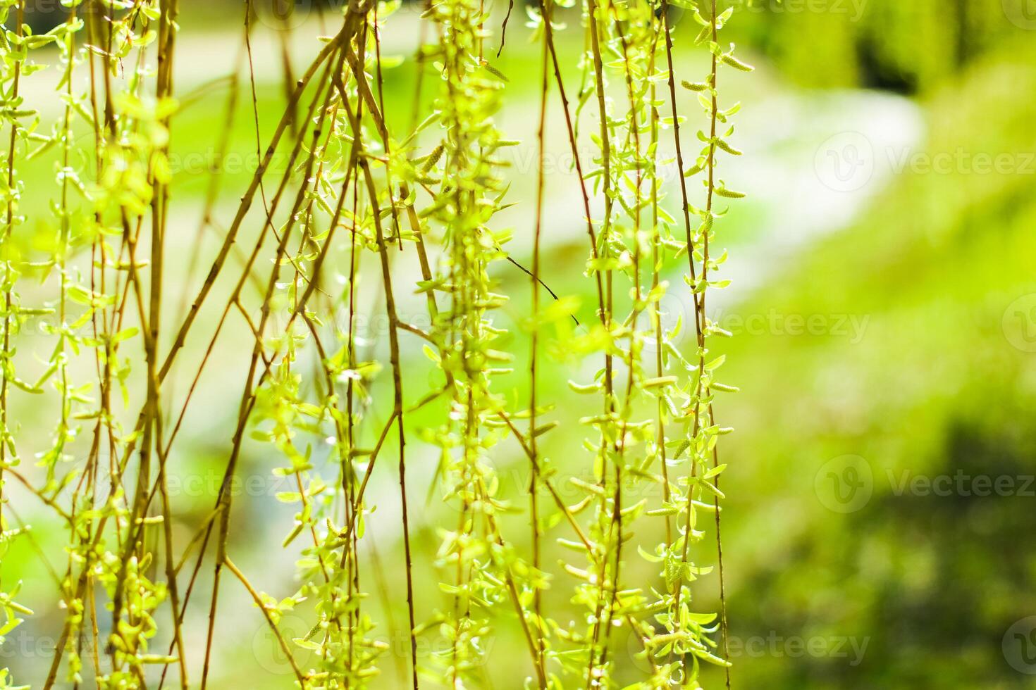 Green leaves in springtime, nature background photo