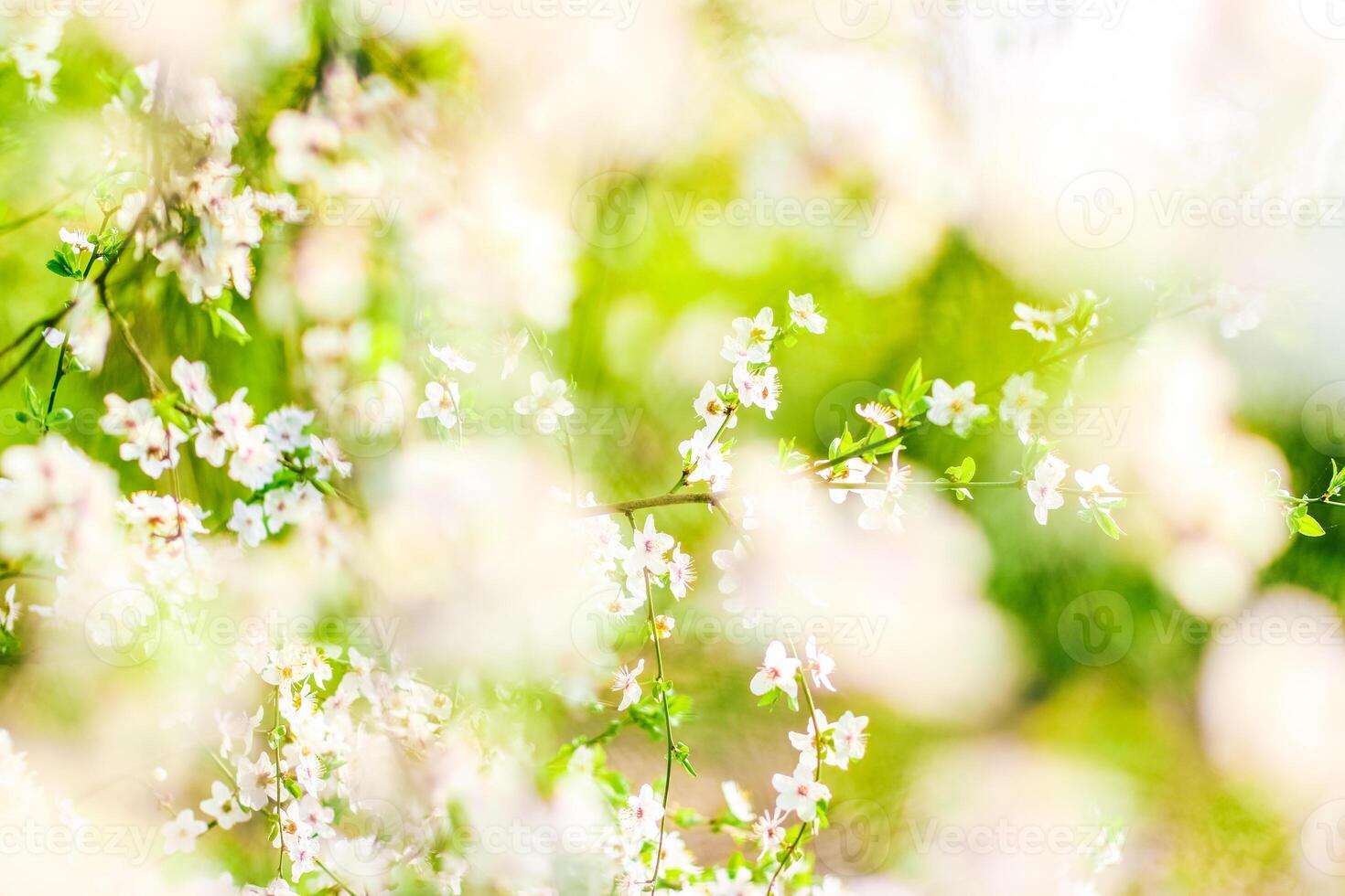 Cherry tree blossom in spring, white flowers as nature background photo