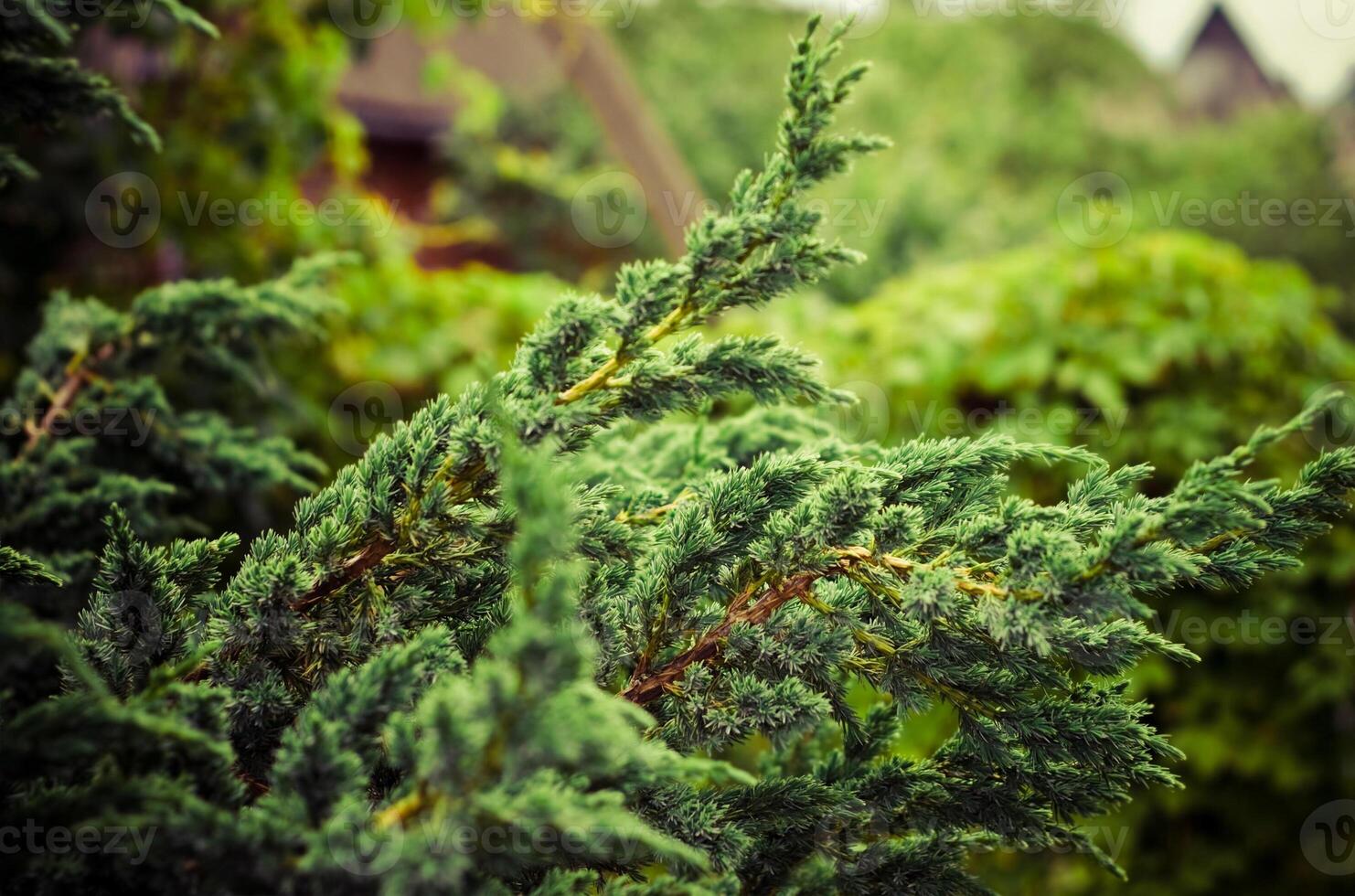 beauty of nature - environment, ecology, plants and gardening concept photo