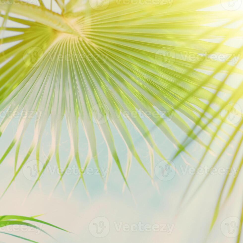 palm leaves in the sunlight - summertime backgrounds and vacations concept photo