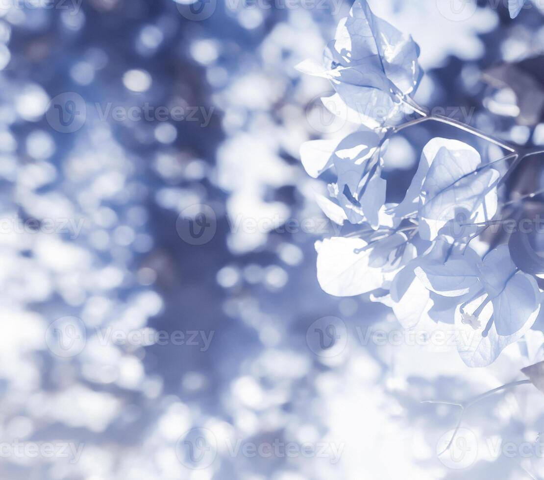 Blue floral composition photo