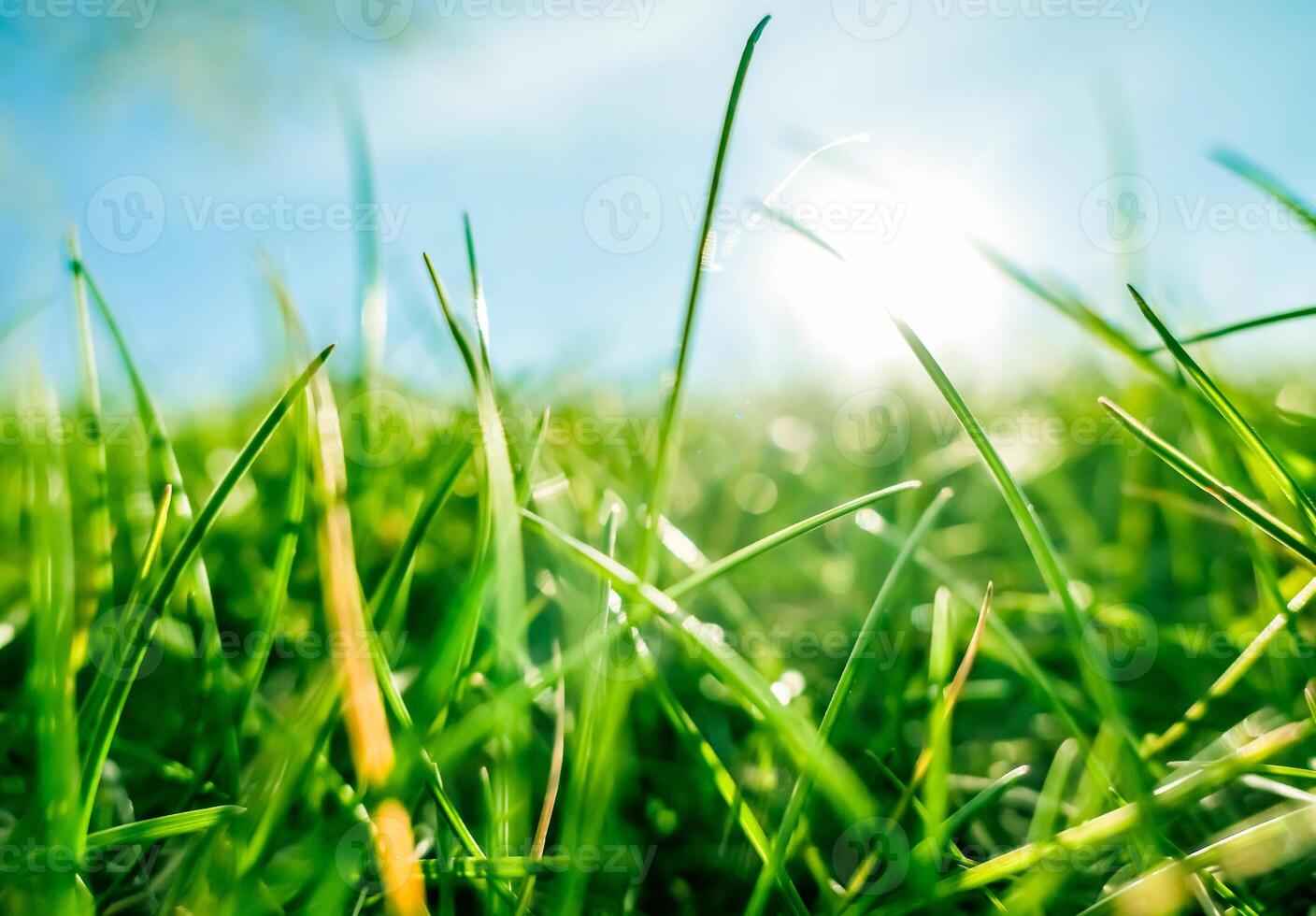 Fresh grass and sunny blue sky on a green field at sunrise, nature of countryside photo