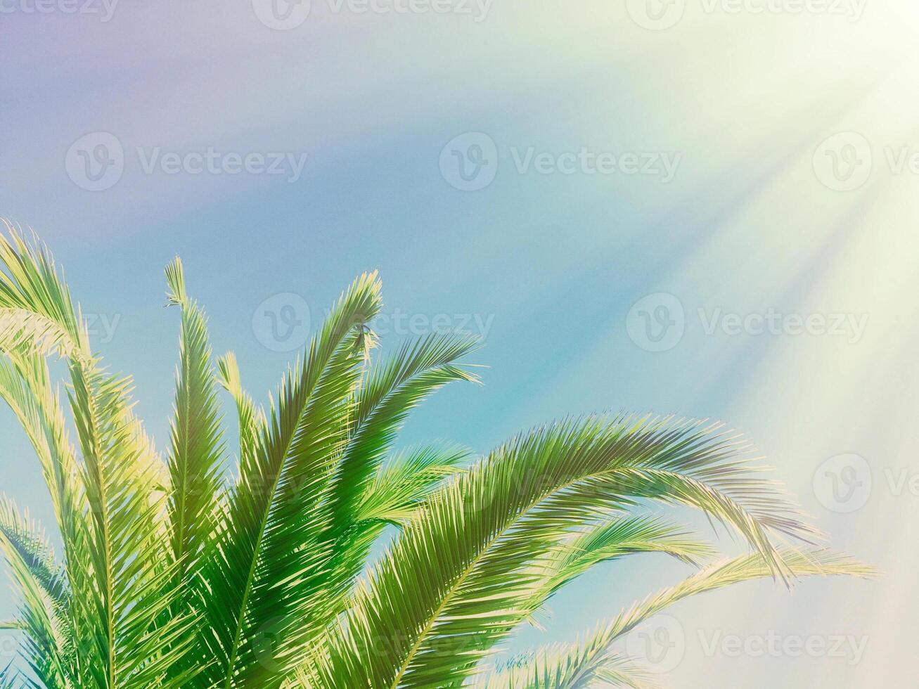 palm leaves in the sunlight - summertime backgrounds and vacations concept photo