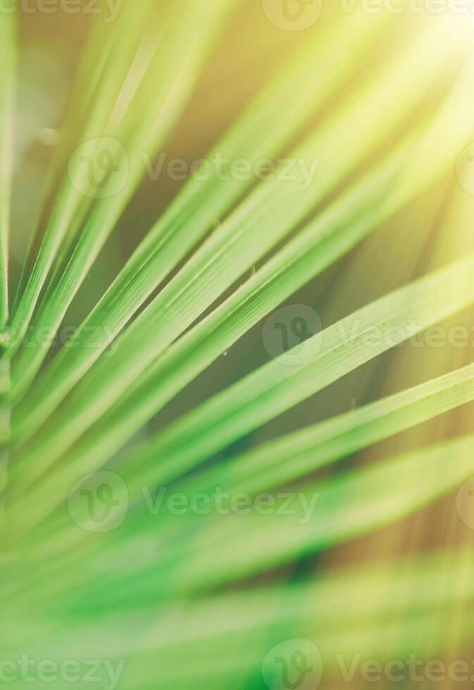 palm leaves in the sunlight - summertime backgrounds and vacations concept photo