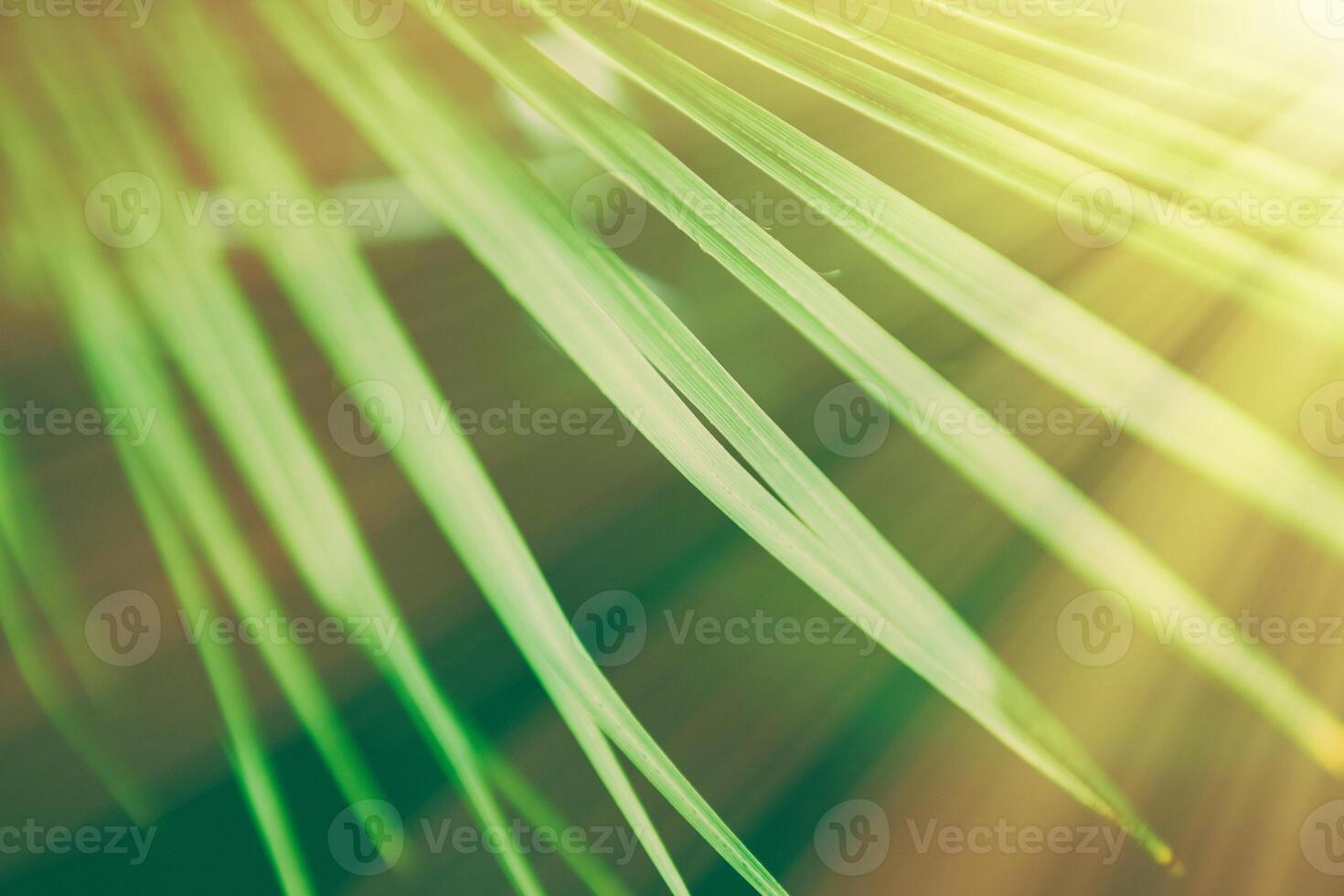 palm leaves in the sunlight - summertime backgrounds and vacations concept photo