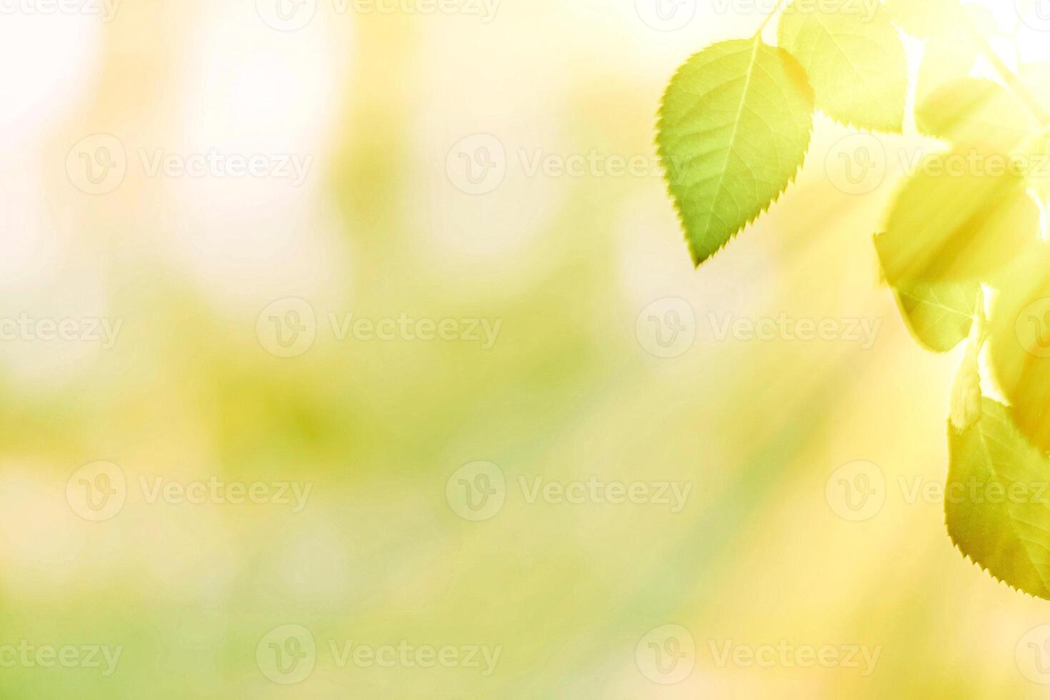 green leaves - nature backgrounds and springtime concept photo