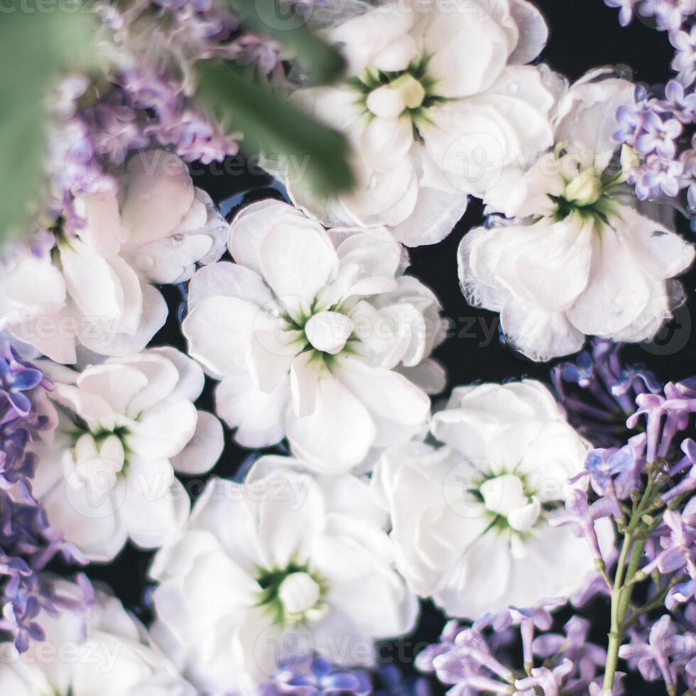 Floral beauty in bloom photo