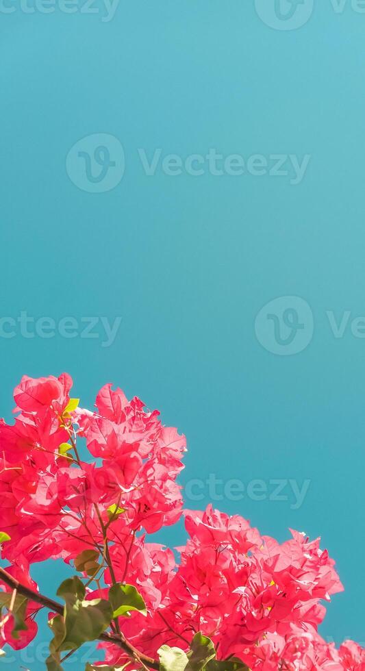 Coral blooming flowers and blue sky, feminine style background photo