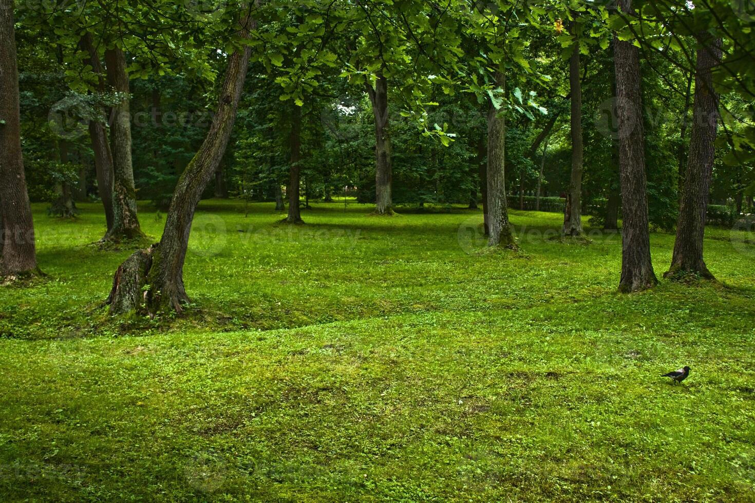 spring landscape scenery - beauty in nature, landscapes and environment concept photo