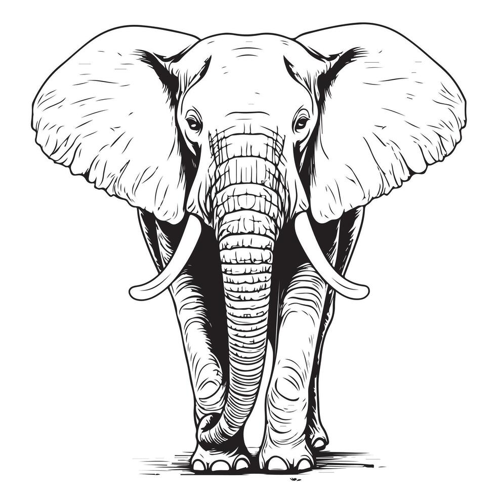 Elephant sketch hand drawn vector