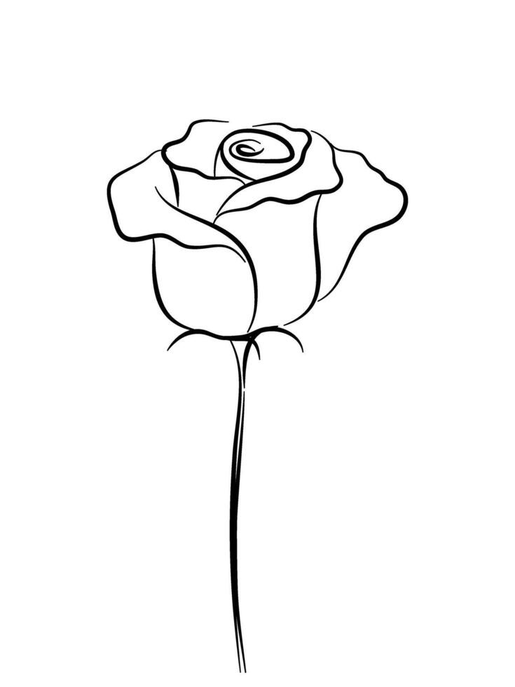 Hand drawing a rose in black sketchy illustration style. vector