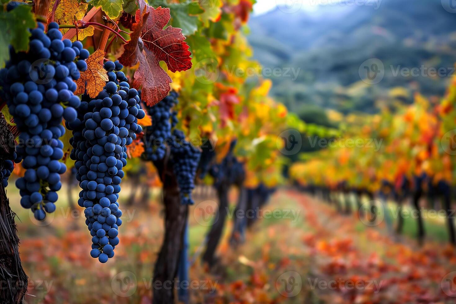A picturesque vineyard with lush grapevines, highlighting the fruitful bounty of the autumn harvest photo