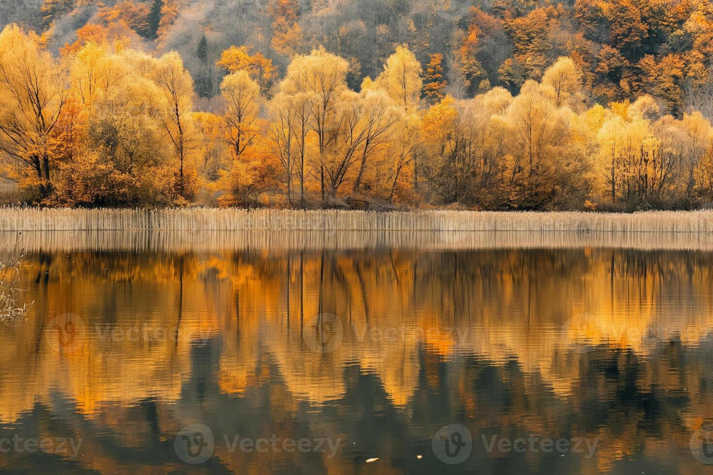 A serene lake reflecting golden autumn trees, encapsulating the tranquil beauty of harvest season photo