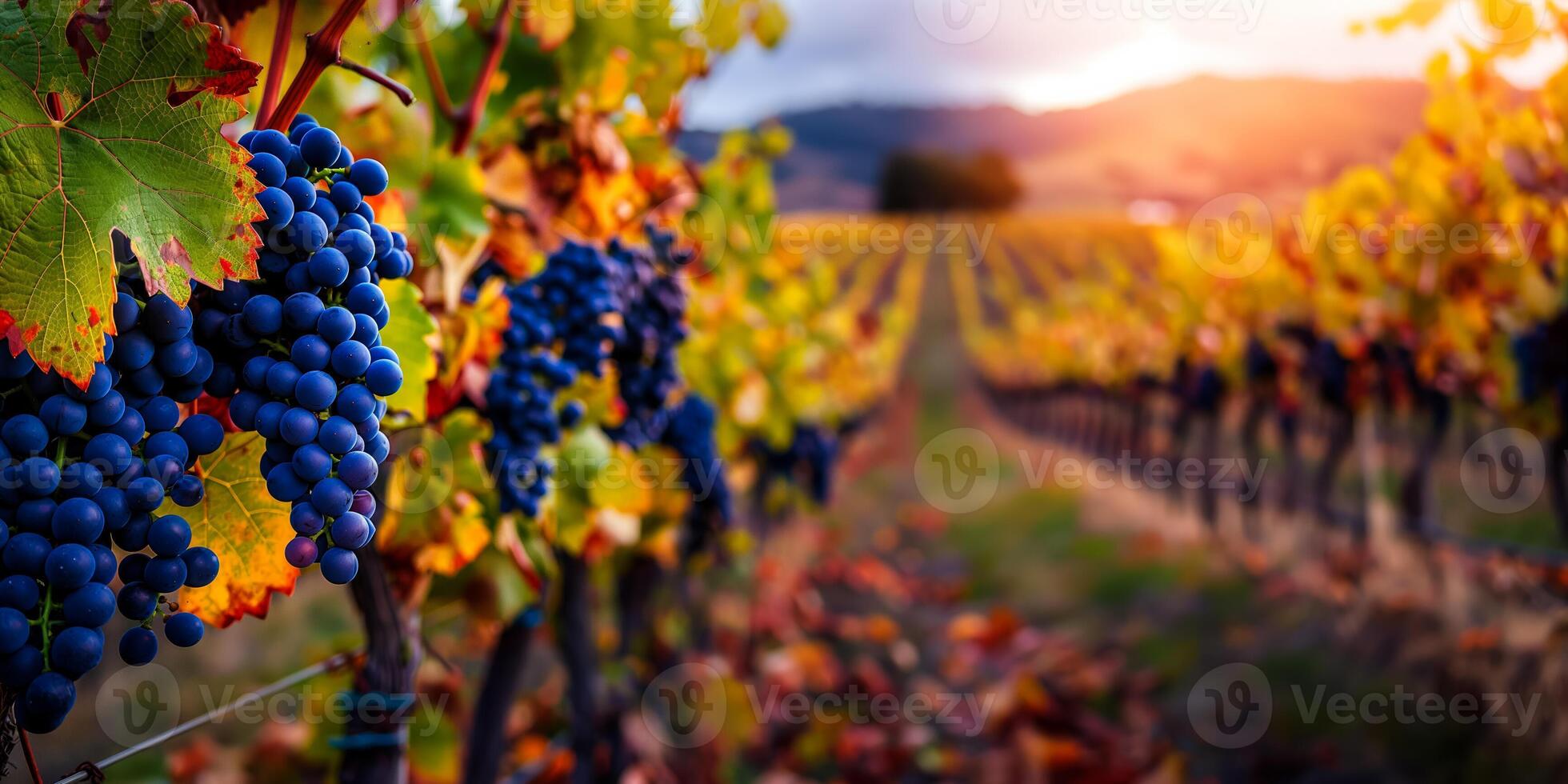 A picturesque vineyard with lush grapevines, highlighting the fruitful bounty of the autumn harvest photo