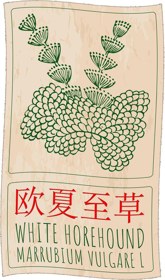 Drawing WHITE HOREHOUND in Chinese. Hand drawn illustration. The Latin name is MARRUBIUM VULGARE L. vector
