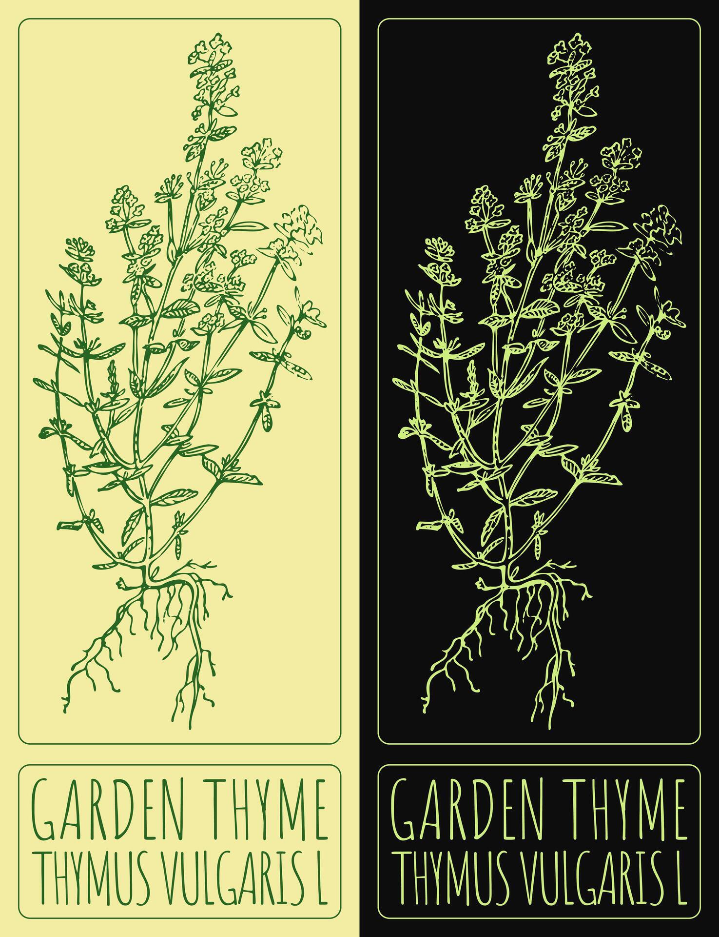 Drawing GARDEN THYME. Hand drawn illustration. The Latin name is THYMUS