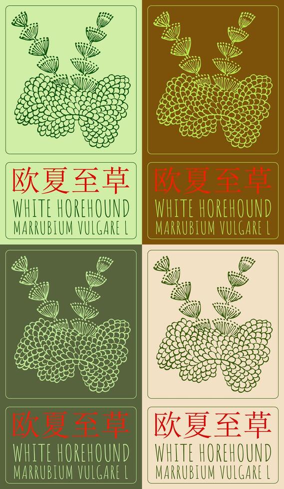 Set of drawing WHITE HOREHOUND in Chinese in various colors. Hand drawn illustration. The Latin name is MARRUBIUM VULGARE L. vector