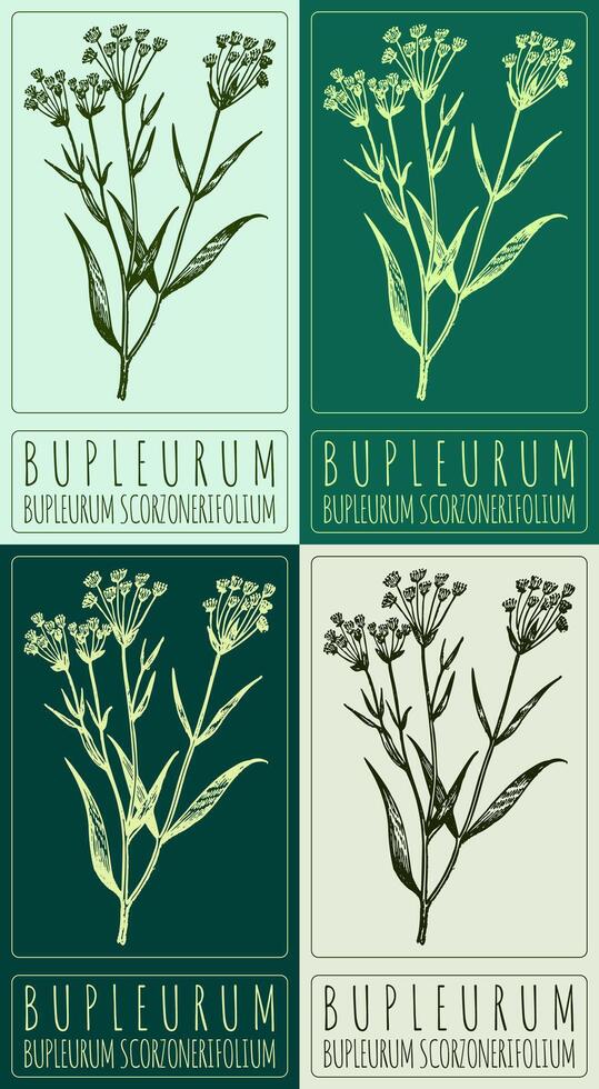 Set of drawing BUPLEURUM in various colors. Hand drawn illustration. The Latin name is BUPLEURUM SCORZONERIFOLIUM WILLD vector