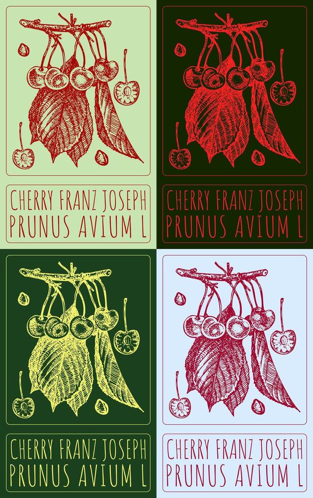Set of drawing CHERRY FRANZ JOSEPH in various colors. Hand drawn illustration. The Latin name is PRUNUS AVIUM L. vector