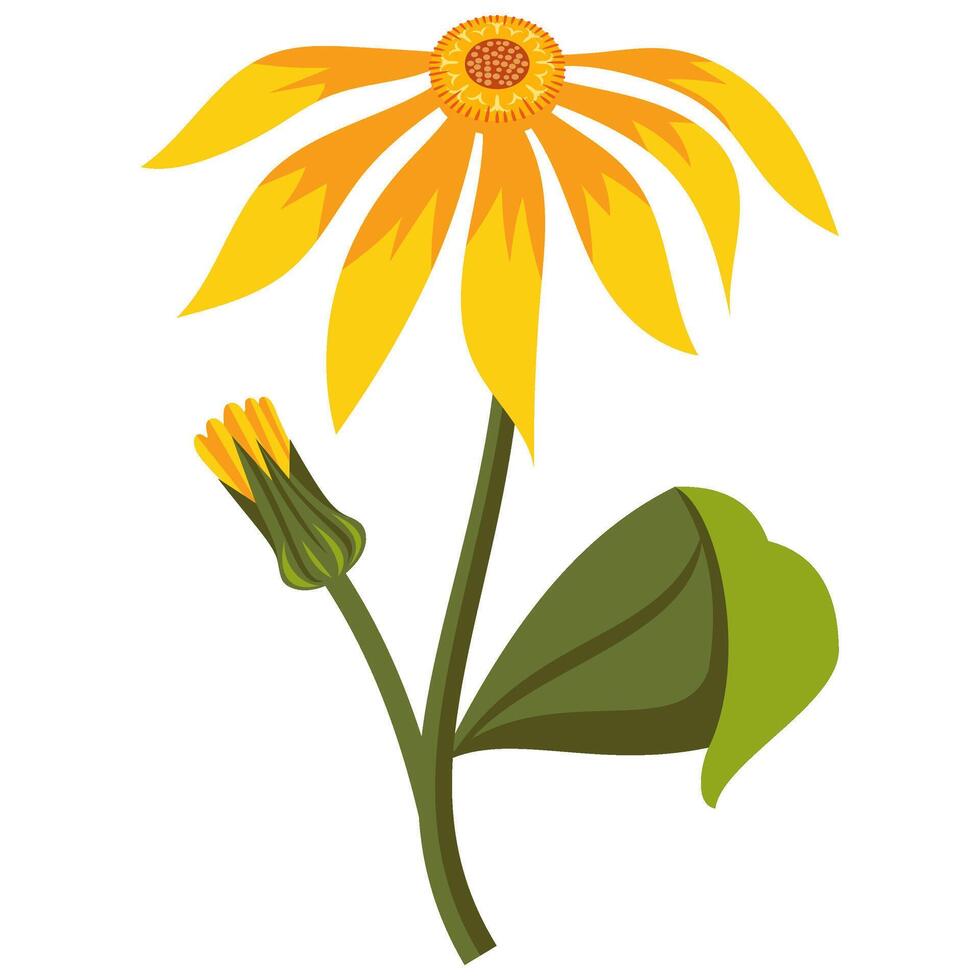 Mountain Arnica Flower Illustration vector