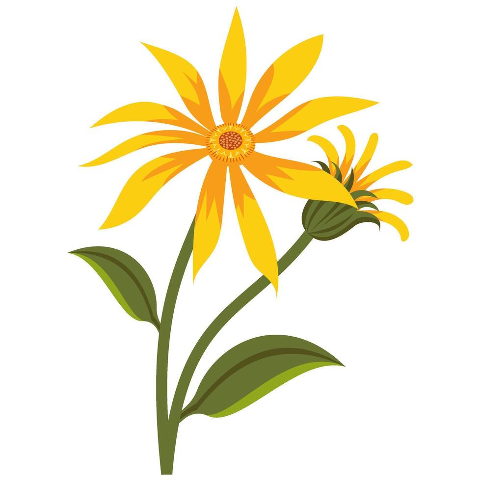 Mountain Arnica Flower Illustration vector