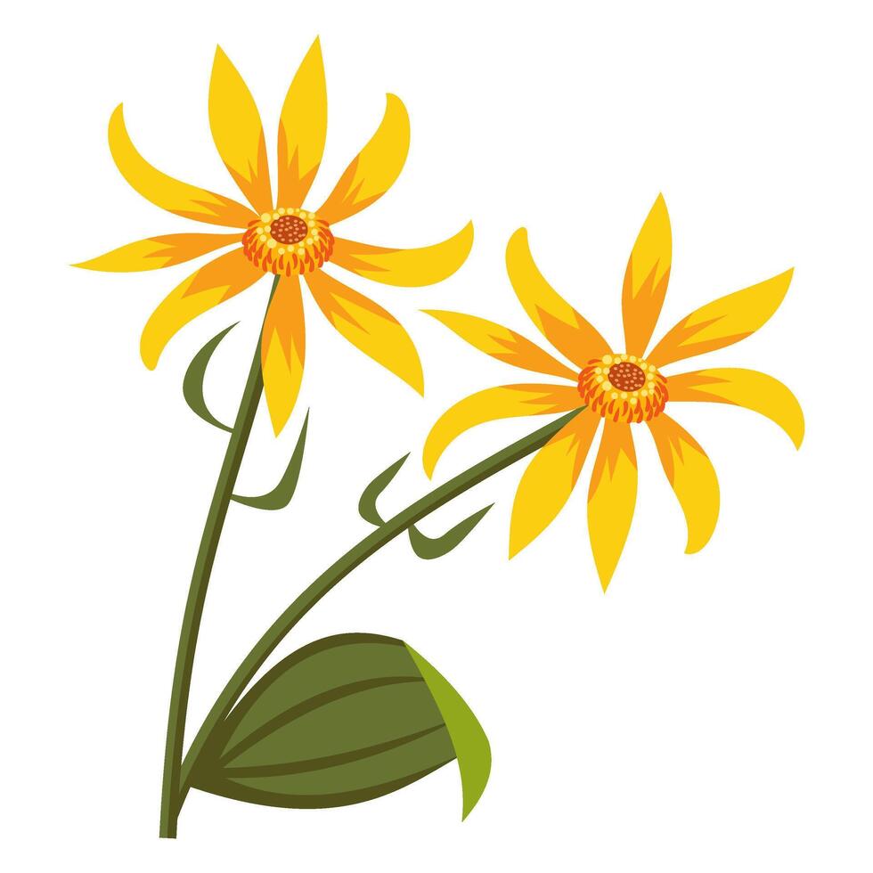 Mountain Arnica Flower Illustration vector