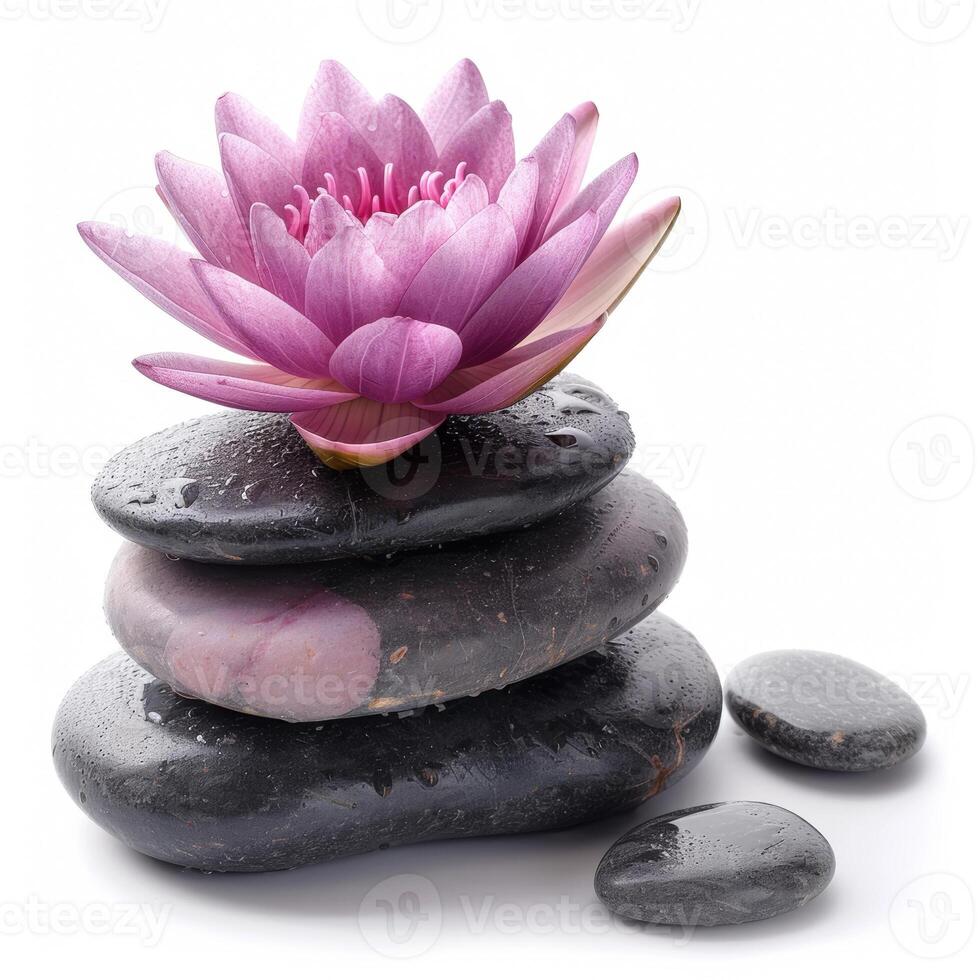 Vibrant pink water lily atop wet black stones, symbolizing summer tranquility and mindfulness, ideal for spa and wellness themes Related to, self care, relaxation, summer solstice photo