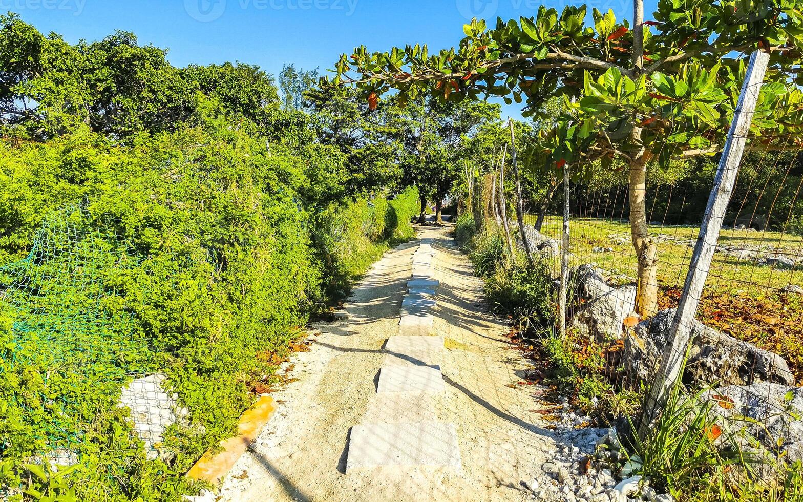 Tropical nature forest and jungle with trees walkways and plants. photo