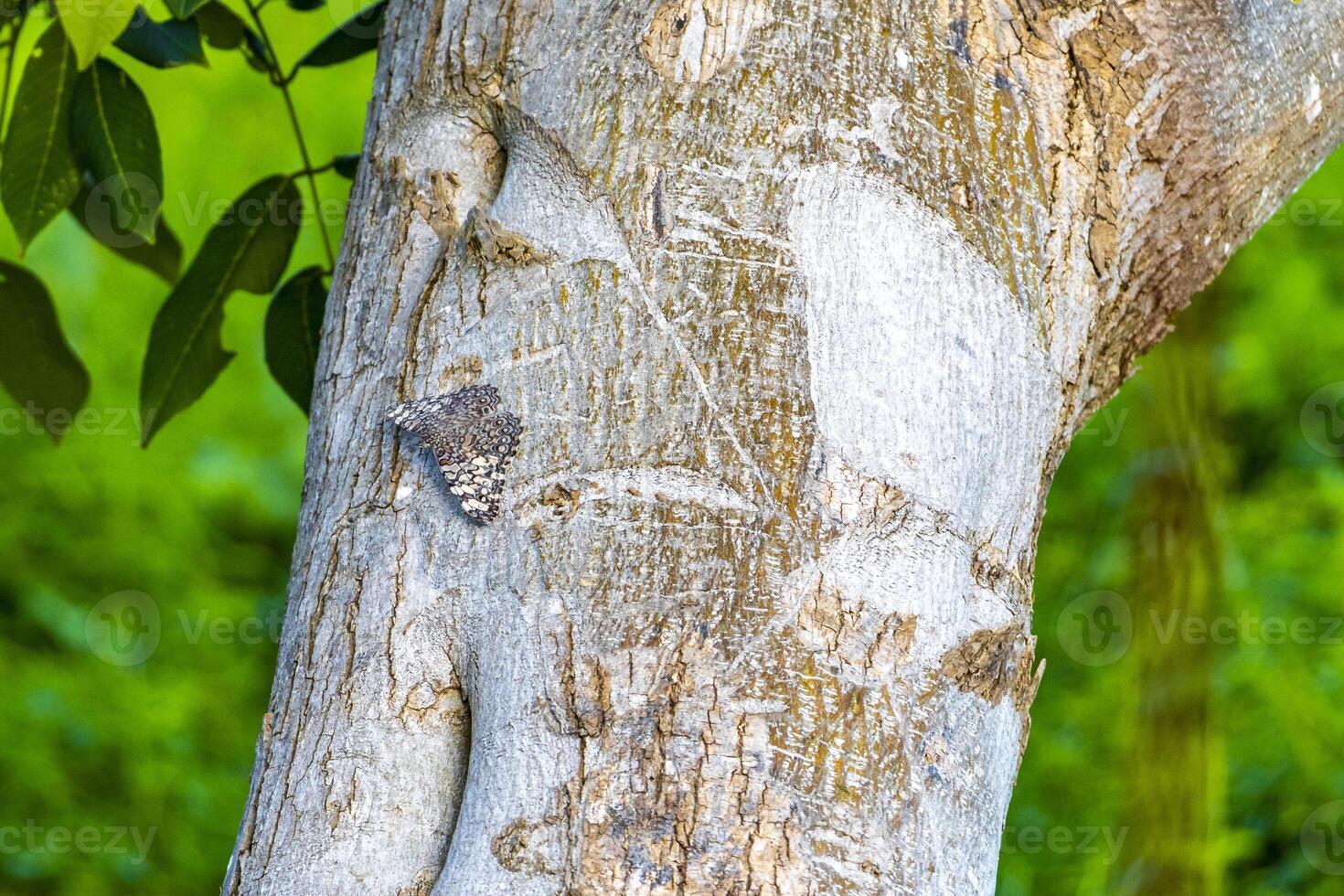 Tropical butterfly on tree plant in forest and nature Mexico. photo