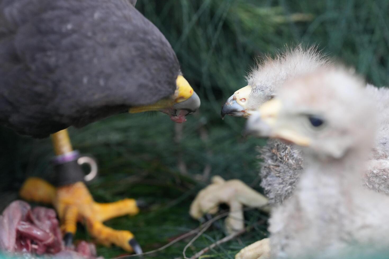 The Harris's Hawk takes care young hawks. photo