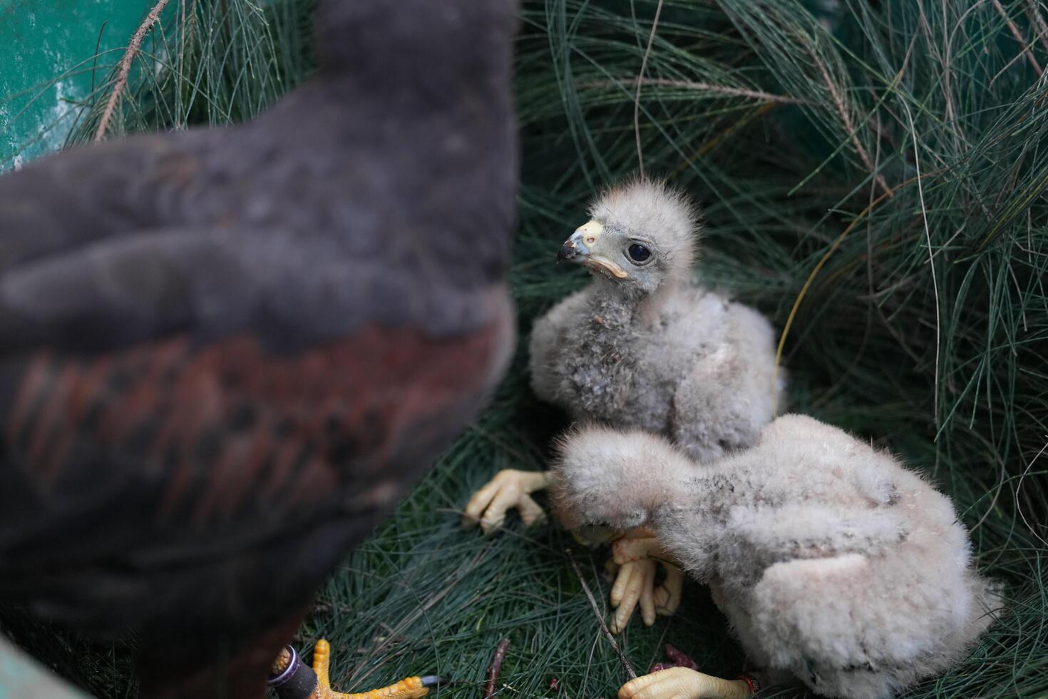 The Harris's Hawk takes care young hawks. photo