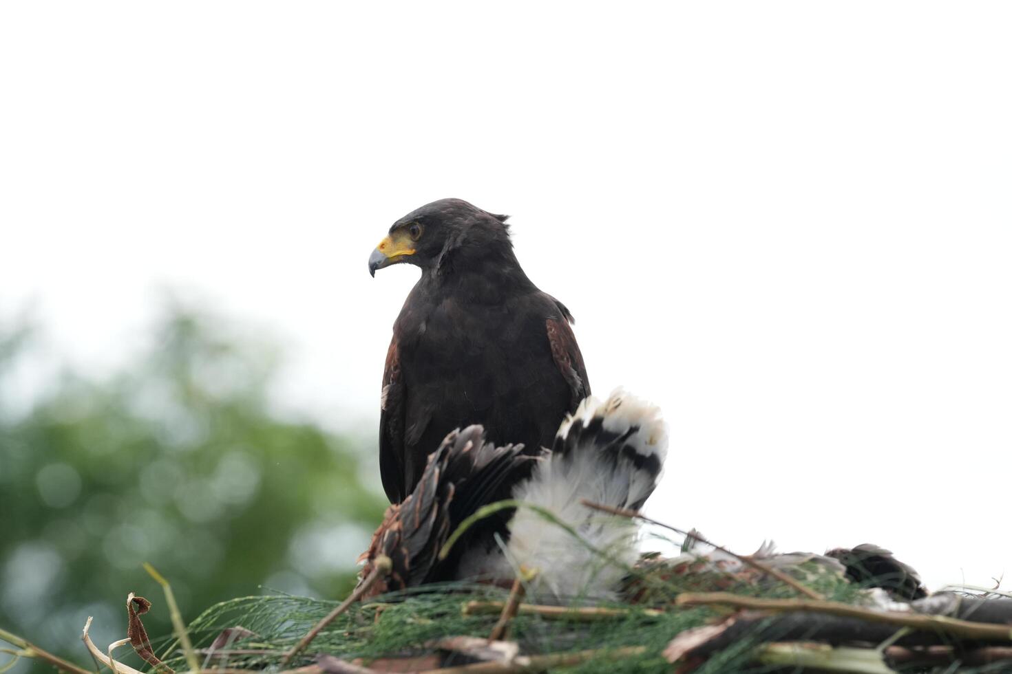 The Harris's Hawk takes care young hawks. photo