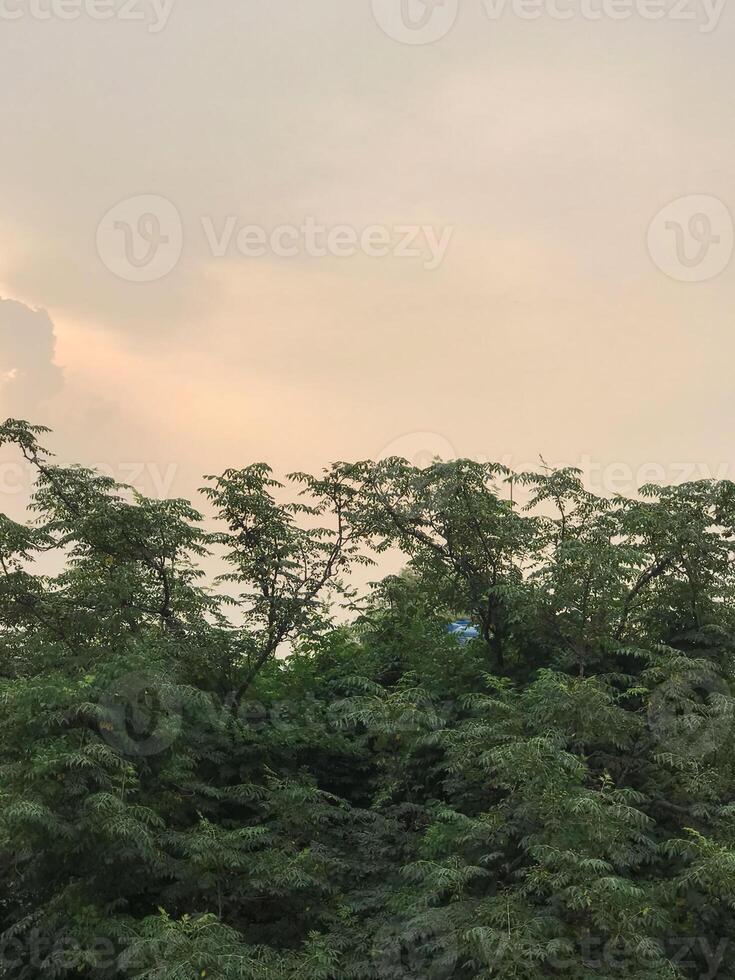 a tree with green leaves and a sky background photo