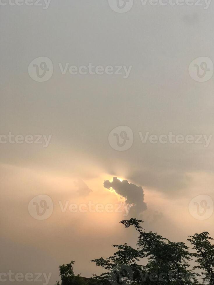 a tree with green leaves and a sky background photo