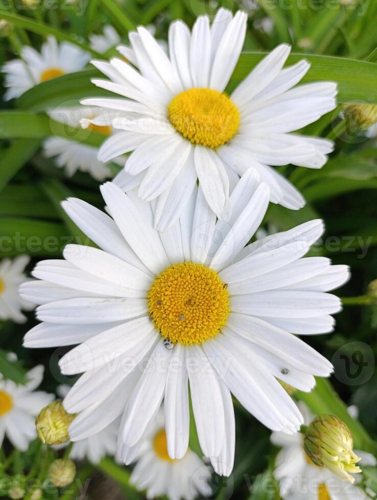 a bee is on a flower with a bee on it. photo