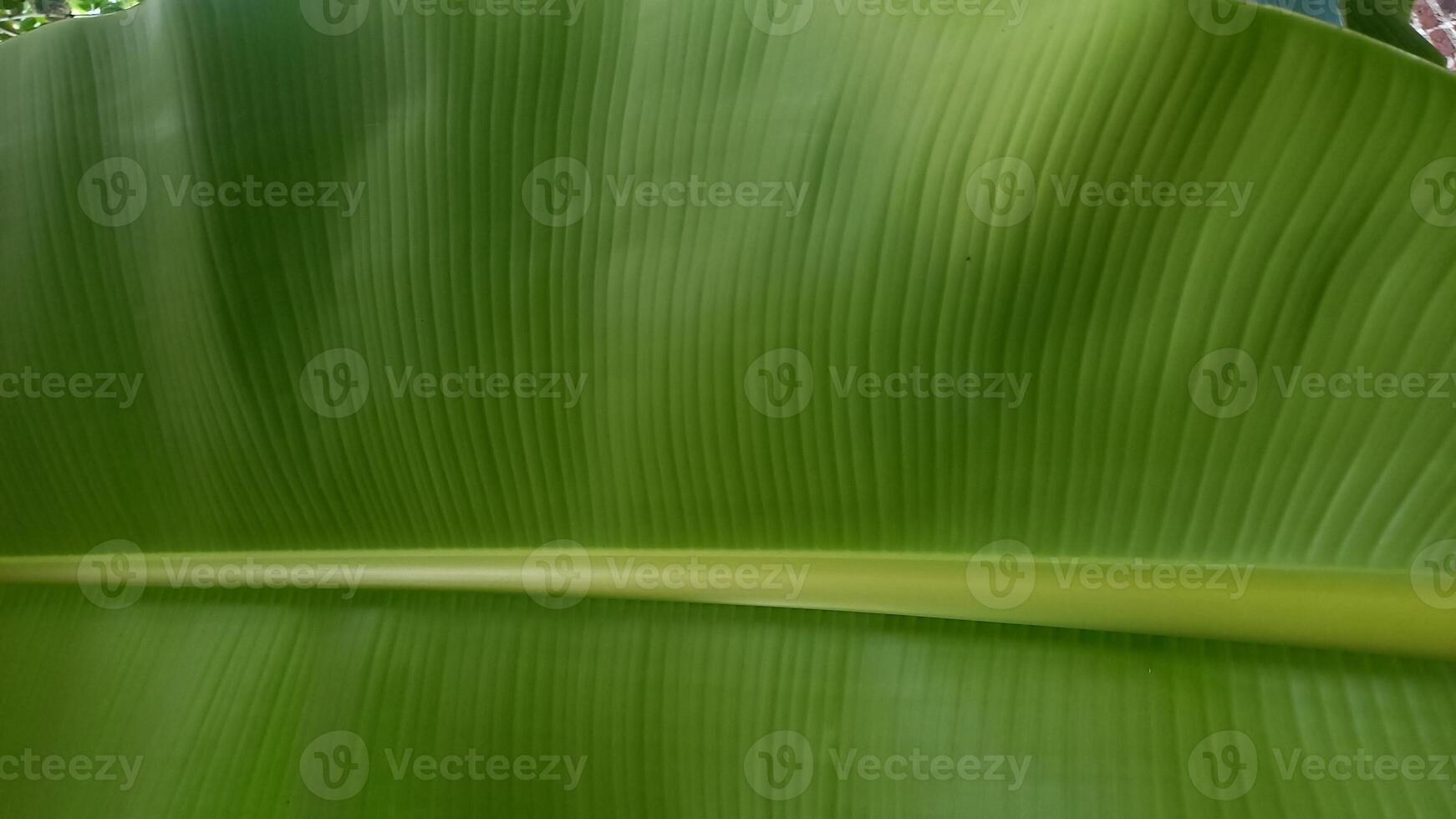 Fresh green banana leaves are suitable for the background photo