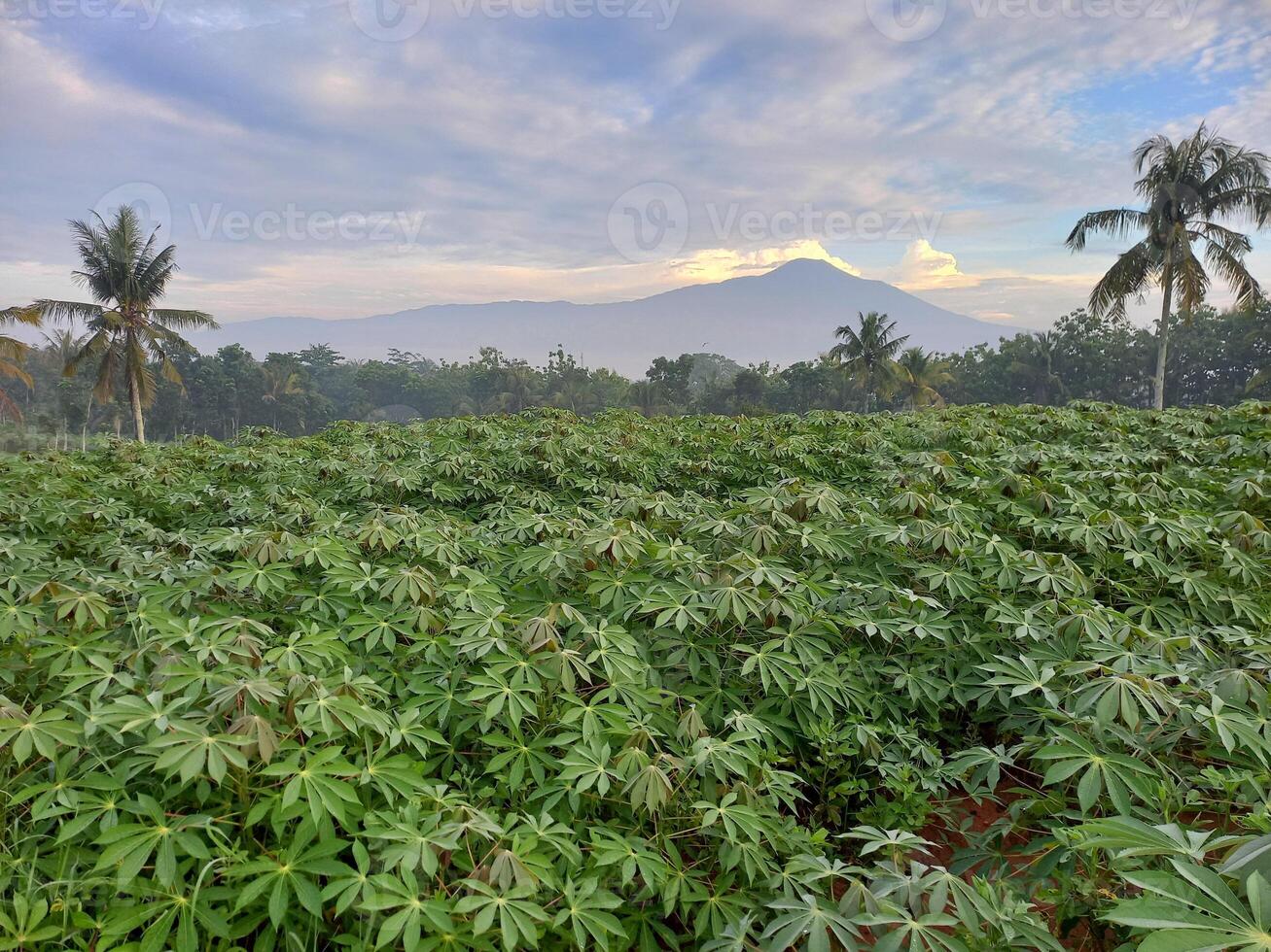 photo of a fertile cassava plant