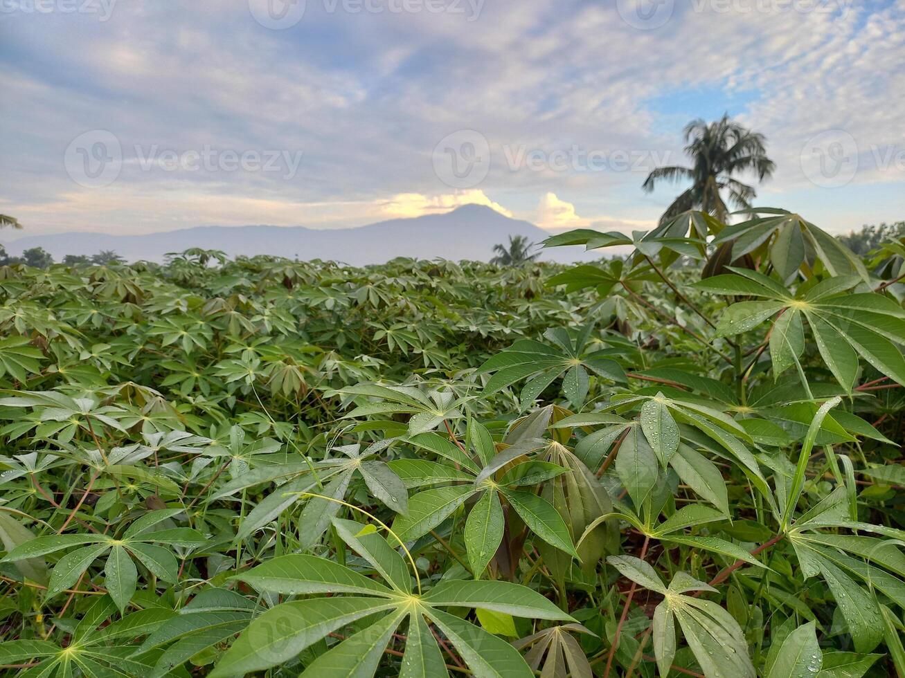 photo of a fertile cassava plant