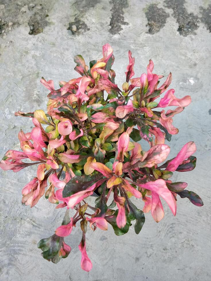a plant with pink flowers on the ground photo
