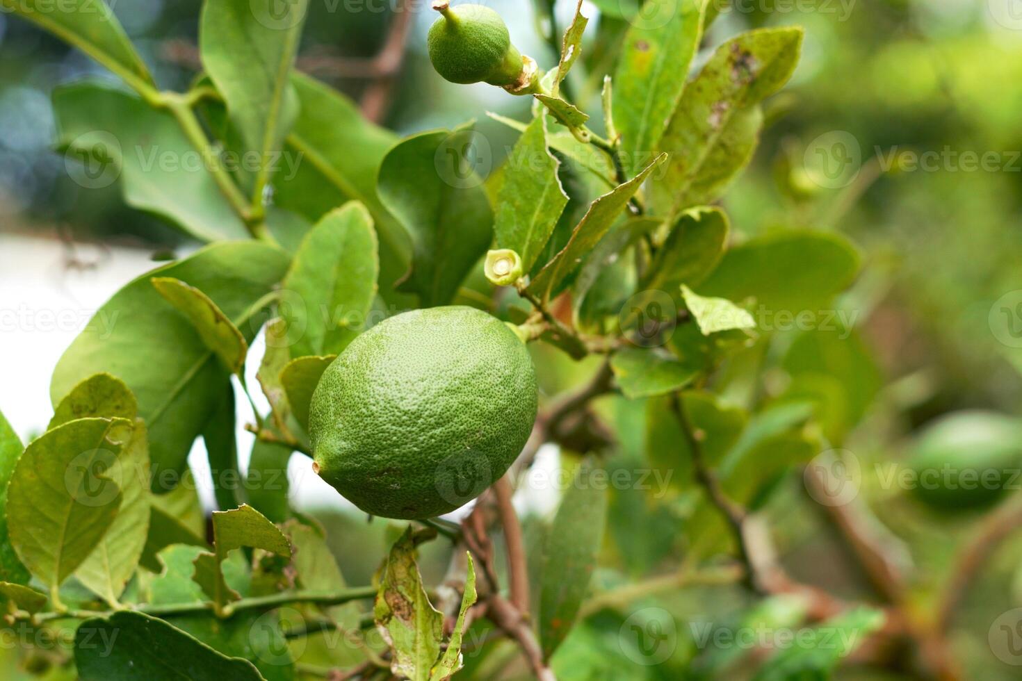 Green lime hanging on the tree photo