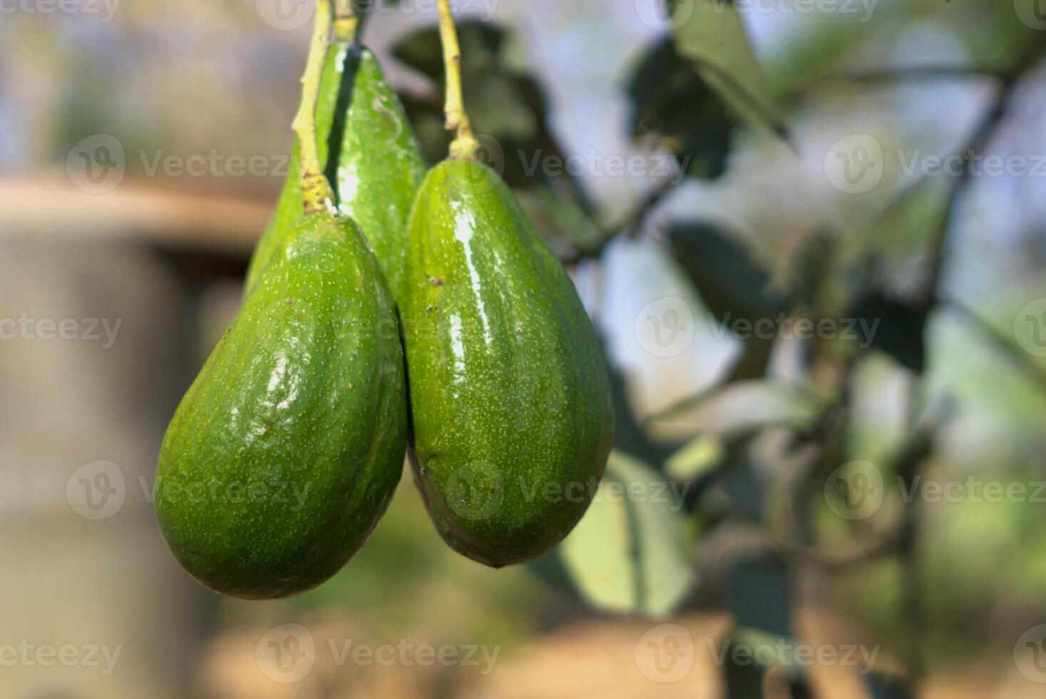 Avocado fruit hanging on the tree photo