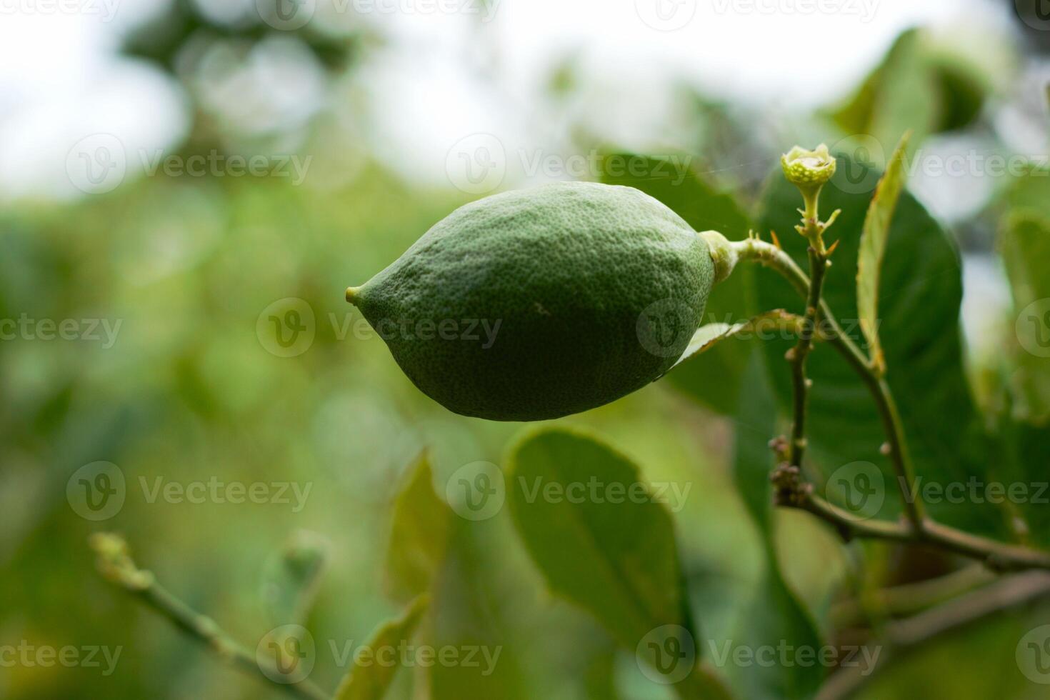 Green lime hanging on the tree photo