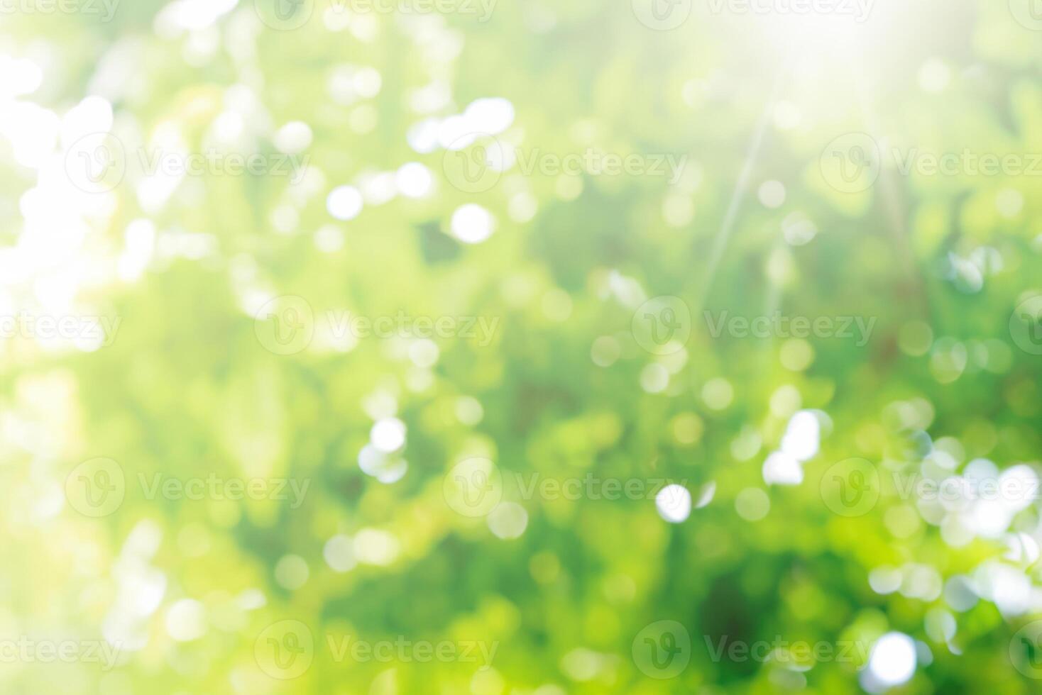 Botanical Bokeh, Abstract Green Foliage Background with Soft Blur photo