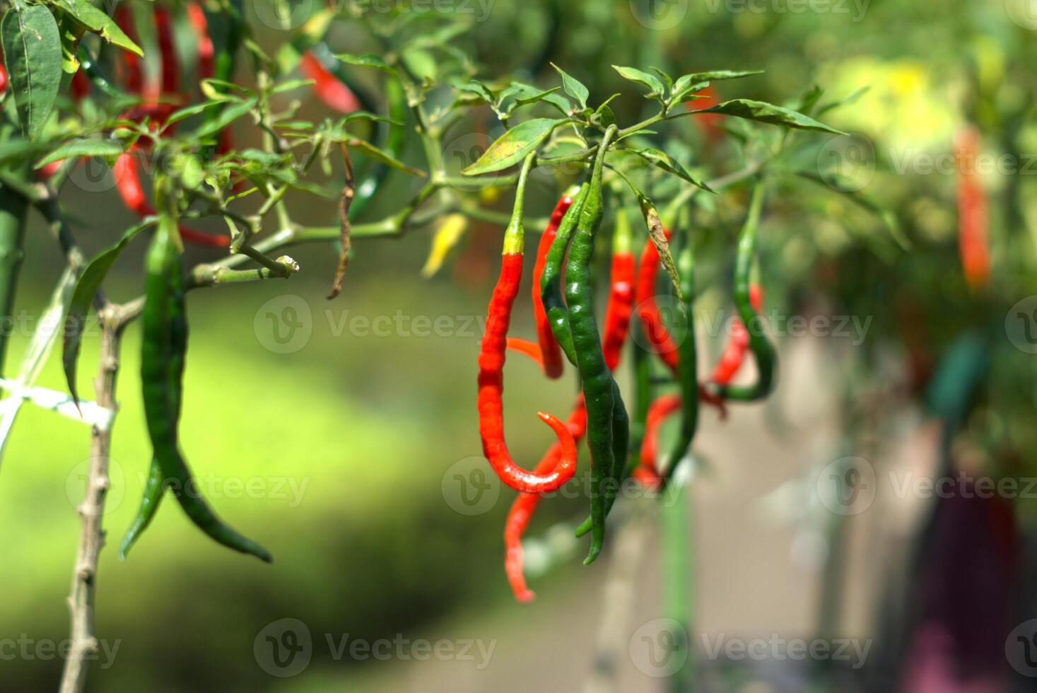 Selective focus of red and green chili peppers photo